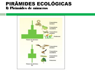 PIRÂMIDES ECOLÓGICAS
I) Pirâmides de números
 