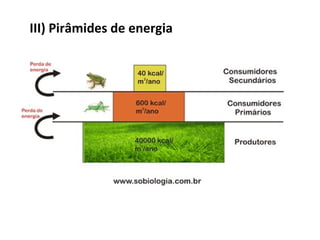 III) Pirâmides de energia
 