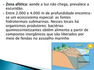  Zona afótica: aonde a luz não chega, prevalece a
escuridão.
 Entre 2.000 e 4.000 m de profundidade encontra-
se um ecossistema especial: as fontes
hidrotermais submarinas. Nesses locais há
organismos produtores: bactérias
quimiossintetizantes obtêm alimento a partir de
compostos inorgânicos que são liberados por
meio de fendas no assoalho marinho
 