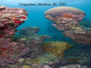 Chapeirões, Abrolhos, BA, 2005.
 