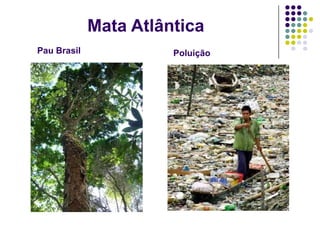 Mata Atlântica
Pau Brasil             Poluição
 