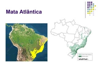 Mata Atlântica
 