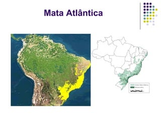 Mata Atlântica
 