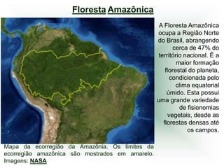 Floresta Amazônica
                                                  A Floresta Amazônica
                                                 ocupa a Região Norte
                                                 do Brasil, abrangendo
                                                        cerca de 47% do
                                                  território nacional. É a
                                                          maior formação
                                                     florestal do planeta,
                                                       condicionada pelo
                                                          clima equatorial
                                                      úmido. Esta possui
                                                 uma grande variedade
                                                           de fisionomias
                                                      vegetais, desde as
                                                    florestas densas até
                                                              os campos.

Mapa da ecorregião da Amazônia. Os limites da
ecorregião amazônica são mostrados em amarelo.
Imagens: NASA
 