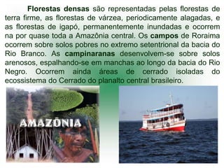 Florestas densas são representadas pelas florestas de
terra firme, as florestas de várzea, periodicamente alagadas, e
as florestas de igapó, permanentemente inundadas e ocorrem
na por quase toda a Amazônia central. Os campos de Roraima
ocorrem sobre solos pobres no extremo setentrional da bacia do
Rio Branco. As campinaranas desenvolvem-se sobre solos
arenosos, espalhando-se em manchas ao longo da bacia do Rio
Negro. Ocorrem ainda áreas de cerrado isoladas do
ecossistema do Cerrado do planalto central brasileiro.
 