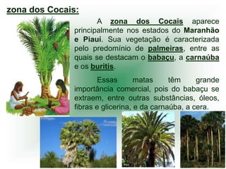 zona dos Cocais:
                     A zona dos Cocais aparece
              principalmente nos estados do Maranhão
              e Piauí. Sua vegetação é caracterizada
              pelo predomínio de palmeiras, entre as
              quais se destacam o babaçu, a carnaúba
              e os buritis.
                      Essas       matas     têm     grande
              importância comercial, pois do babaçu se
              extraem, entre outras substâncias, óleos,
              fibras e glicerina, e da carnaúba, a cera.
 