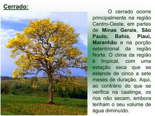 Cerrado:
                   O cerrado ocorre
           principalmente na região
           Centro-Oeste, em partes
           de Minas Gerais, São
           Paulo, Bahia, Piauí,
           Maranhão e na porção
           setentrional da região
           Norte. O clima da região
           é tropical, com uma
           estação seca que se
           estende de cinco a sete
           meses de duração. Aqui,
           ao contrário do que se
           verifica na caatinga, os
           rios não secam, embora
           tenham o seu volume de
           água diminuído.
 