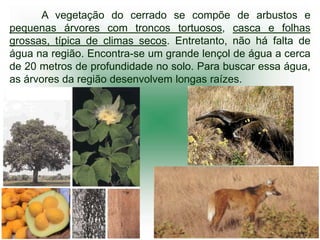 A vegetação do cerrado se compõe de arbustos e
pequenas árvores com troncos tortuosos, casca e folhas
grossas, típica de climas secos. Entretanto, não há falta de
água na região. Encontra-se um grande lençol de água a cerca
de 20 metros de profundidade no solo. Para buscar essa água,
as árvores da região desenvolvem longas raízes.
AAAAAAAAAA
 