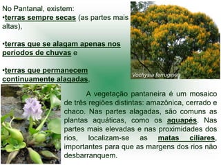 No Pantanal, existem:
•terras sempre secas (as partes mais
altas),

•terras que se alagam apenas nos
períodos de chuvas e

•terras que permanecem
                                       Vochysia ferruginea
continuamente alagadas,

                        A vegetação pantaneira é um mosaico
                 de três regiões distintas: amazônica, cerrado e
                 chaco. Nas partes alagadas, são comuns as
                 plantas aquáticas, como os aguapés. Nas
                 partes mais elevadas e nas proximidades dos
                 rios, localizam-se as matas ciliares,
                 importantes para que as margens dos rios não
                 desbarranquem.
 