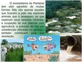 O ecossistema do Pantanal
tem sido agredido de muitas
formas. Não são apenas aqueles
que buscam a pele das espécies
animais que o ameaçam; os que
exploram seus recursos minerais,
a ocupação da sua planície com
agricultura, a poluição de rios por
substâncias utilizadas no garimpo,
também contribuem para sua
assolação.
 