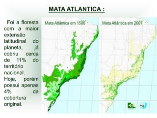 MATA ATLANTICA :

  Foi a floresta
com a maior
extensão
latitudinal do
planeta,      já
cobriu cerca
de 11% do
território
nacional.
Hoje, porém
possui apenas
4%           da
cobertura
original.
 