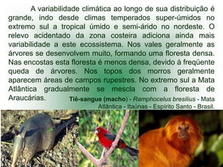 A variabilidade climática ao longo de sua distribuição é
grande, indo desde climas temperados super-úmidos no
extremo sul a tropical úmido e semi-árido no nordeste. O
relevo acidentado da zona costeira adiciona ainda mais
variabilidade a este ecossistema. Nos vales geralmente as
árvores se desenvolvem muito, formando uma floresta densa.
Nas encostas esta floresta é menos densa, devido à freqüente
queda de árvores. Nos topos dos morros geralmente
aparecem áreas de campos rupestres. No extremo sul a Mata
Atlântica gradualmente se mescla com a floresta de
Araucárias.         Tiê-sangue (macho) - Ramphocelus bresilius - Mata
                              Atlântica - Itaúnas - Espírito Santo - Brasil.
 