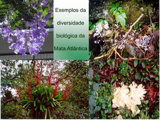 Exemplos da

 diversidade

 biológica da

Mata Atlântica
 