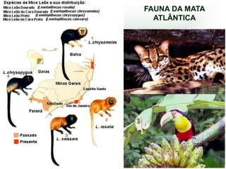 FAUNA DA MATA
  ATLÂNTICA
 