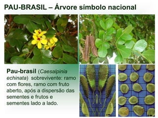 PAU-BRASIL – Árvore símbolo nacional




Pau-brasil (Caesalpinia
echinata) sobrevivente: ramo
com flores, ramo com fruto
aberto, após a dispersão das
sementes e frutos e
sementes lado a lado.
 