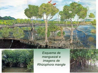 Esquema de
   manguezal e
    imagens de
Rhizophora mangle
 