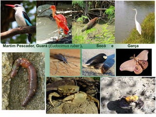 Martim Pescador, Guará (Eudocimus ruber ),   Socó   e   Garça
 