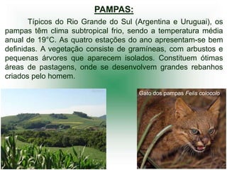 PAMPAS:
       Típicos do Rio Grande do Sul (Argentina e Uruguai), os
pampas têm clima subtropical frio, sendo a temperatura média
anual de 19°C. As quatro estações do ano apresentam-se bem
definidas. A vegetação consiste de gramíneas, com arbustos e
pequenas árvores que aparecem isolados. Constituem ótimas
áreas de pastagens, onde se desenvolvem grandes rebanhos
criados pelo homem.

                                     Gato dos pampas Felis colocolo
 