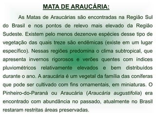 MATA DE ARAUCÁRIA:
      As Matas de Araucárias são encontradas na Região Sul
do Brasil e nos pontos de relevo mais elevado da Região
Sudeste. Existem pelo menos dezenove espécies desse tipo de
vegetação das quais treze são endêmicas (existe em um lugar
específico). Nessas regiões predomina o clima subtropical, que
apresenta invernos rigorosos e verões quentes com índices
pluviométricos relativamente elevados e bem distribuídos
durante o ano. A araucária é um vegetal da família das coníferas
que pode ser cultivado com fins ornamentais, em miniaturas. O
Pinheiro-do-Paraná ou Araucária (Araucária augustifolia) era
encontrado com abundância no passado, atualmente no Brasil
restaram restritas áreas preservadas.
 