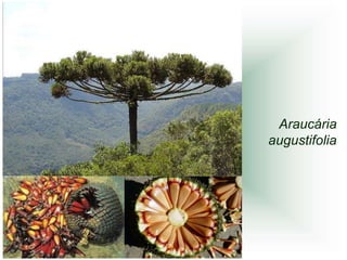 Araucária
augustifolia
 
