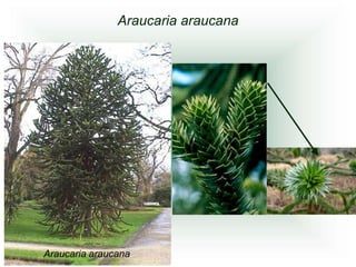 Araucaria araucana




Araucaria araucana
 