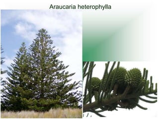 Araucaria heterophylla
 
