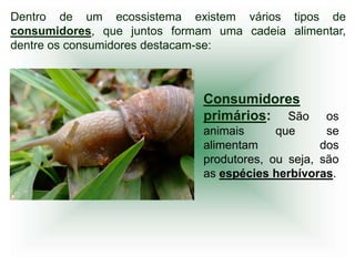 Dentro de um ecossistema existem vários tipos de
consumidores, que juntos formam uma cadeia alimentar,
dentre os consumidores destacam-se:



                              Consumidores
                              primários: São        os
                              animais      que      se
                              alimentam            dos
                              produtores, ou seja, são
                              as espécies herbívoras.
 