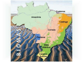 Ecossistemas brasileiros