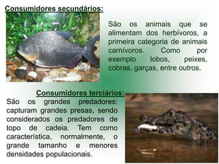 Consumidores secundários:

                            São os animais que se
                            alimentam dos herbívoros, a
                            primeira categoria de animais
                            carnívoros.     Como       por
                            exemplo      lobos,    peixes,
                            cobras, garças, entre outros.


         Consumidores terciários:
São os grandes predadores:
capturam grandes presas, sendo
considerados os predadores de
topo de cadeia. Tem como
característica, normalmente, o
grande tamanho e menores
densidades populacionais.
 