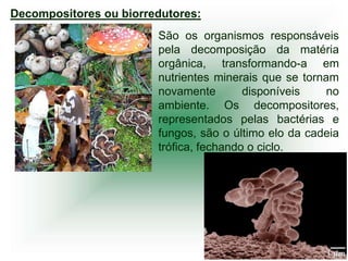 Decompositores ou biorredutores:
                        São os organismos responsáveis
                        pela decomposição da matéria
                        orgânica, transformando-a em
                        nutrientes minerais que se tornam
                        novamente        disponíveis    no
                        ambiente. Os decompositores,
                        representados pelas bactérias e
                        fungos, são o último elo da cadeia
                        trófica, fechando o ciclo.
 