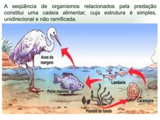 A seqüência de organismos relacionados pela predação
constitui uma cadeia alimentar, cuja estrutura é simples,
unidirecional e não ramificada.
 