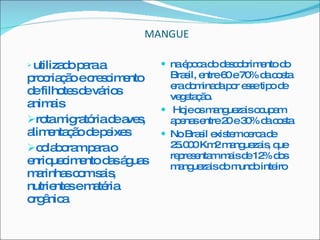 MANGUE utilizado para a procriação e crescimento de filhotes de vários animais  rota migratória de aves, alimentação de peixes  colaboram para o enriquecimento das águas marinhas com sais, nutrientes e matéria orgânica  na época do descobrimento do Brasil, entre 60 e 70% da costa era dominada por esse tipo de vegetação.   Hoje os manguezais ocupam apenas entre 20 e 30% da costa  No Brasil existem cerca de 25.000 Km2 manguezais, que representam mais de 12% dos manguezais do mundo inteiro 