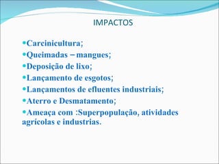 IMPACTOS  Carcinicultura; Queimadas – mangues; Deposição de lixo; Lançamento de esgotos; Lançamentos de efluentes industriais; Aterro e Desmatamento; Ameaça com :Superpopulação, atividades agrícolas e industrias. 