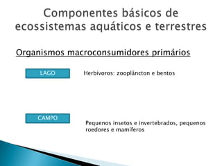 Componentes básicos de ecossistemas aquáticos e terrestresOrganismos macroconsumidores primáriosHerbívoros: zooplâncton e bentosLAGOCAMPOPequenos insetos e invertebrados, pequenos roedores e mamíferos