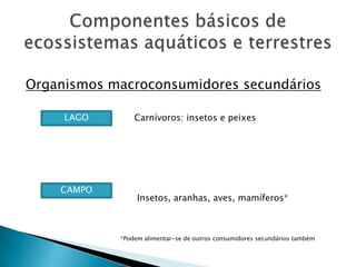 Componentes básicos de ecossistemas aquáticos e terrestresOrganismos macroconsumidores secundáriosCarnívoros: insetos e peixesLAGOCAMPOInsetos, aranhas, aves, mamíferos**Podem alimentar-se de outros consumidores secundários também