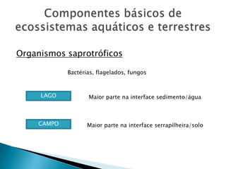 Componentes básicos de ecossistemas aquáticos e terrestresOrganismos saprotróficosBactérias, flagelados, fungosLAGOMaior parte na interface sedimento/águaCAMPOMaior parte na interface serrapilheira/solo
