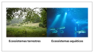 Ecossistemas terrestres Ecossistemas aquáticos
 