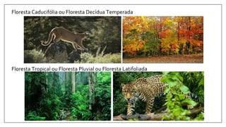 Floresta Caducifólia ou Floresta Decídua Temperada
Floresta Tropical ou Floresta Pluvial ou Floresta Latifoliada
 
