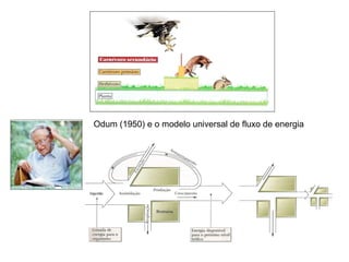 Odum (1950) e o modelo universal de fluxo de energia
 