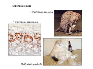 Eficiência ecológica

                   • Eficiência de consumo



• Eficiência de assimilação




       • Eficiência de produção
 