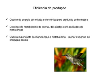 Eficiência de produção


 Quanto da energia assimilada é convertida para produção de biomassa

 Depende do metabolismo do animal, dos gastos com atividades de
  manutenção

 Quanto maior custo de manutenção e metabolismo – menor eficiência de
  produção líquida
 