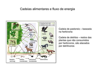 Cadeias alimentares e fluxo de energia




                          Cadeia de pastoreio – baseada
                          na herbivoria

                          Cadeia de detritos – restos das
                          plantas que não consumidos
                          por herbívoros, são atacados
                          por detritivoros
 