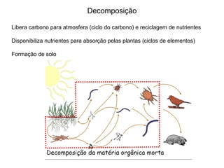Decomposição

Libera carbono para atmosfera (ciclo do carbono) e reciclagem de nutrientes

Disponibiliza nutrientes para absorção pelas plantas (ciclos de elementos)

Formação de solo
 