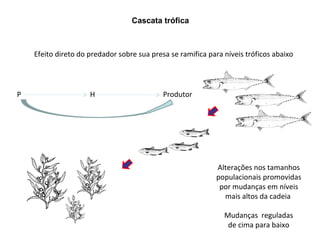 Cascata trófica



    Efeito direto do predador sobre sua presa se ramifica para níveis tróficos abaixo




P                    H                      Produtor




                                                            Alterações nos tamanhos
                                                            populacionais promovidas
                                                             por mudanças em níveis
                                                              mais altos da cadeia

                                                               Mudanças reguladas
                                                                de cima para baixo
 