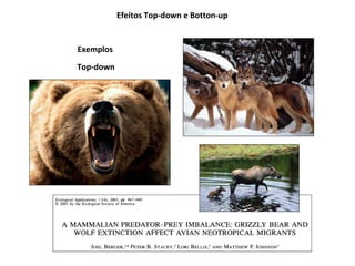 Efeitos Top-down e Botton-up


Exemplos

Top-down
 