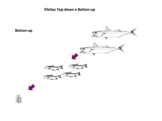 Efeitos Top-down e Botton-up




Botton-up
 