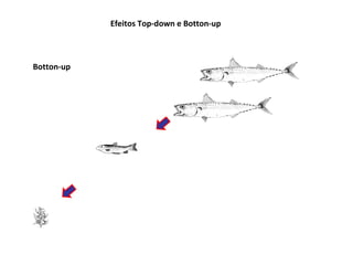 Efeitos Top-down e Botton-up



Botton-up
 