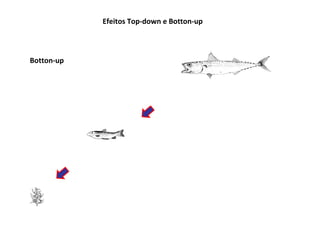 Efeitos Top-down e Botton-up



Botton-up
 