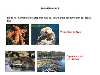 Espécies chave


Efeito na teia trófica é desproporcional a sua abundância,e se ramificam por toda a
teia



                                                    Predadores de topo




                                                          Engenheiros do
                                                          ecossistema
 