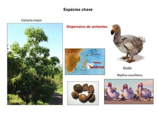 Espécies chave

Calvaria major
                  Dispersores de sementes




                                                Dodo
                                            Raphus cucullatus
 